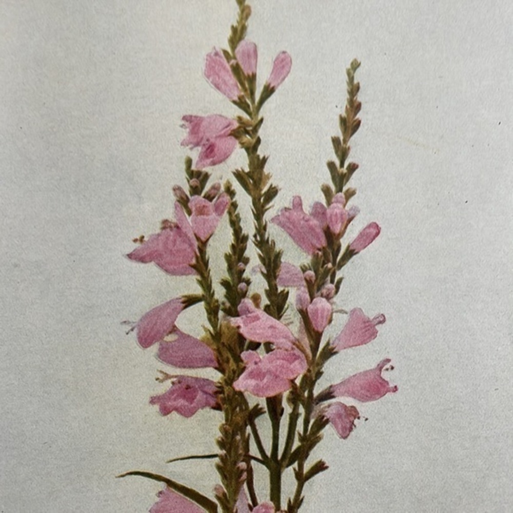 Antique Botanical Print Original natural home decor 100 years old